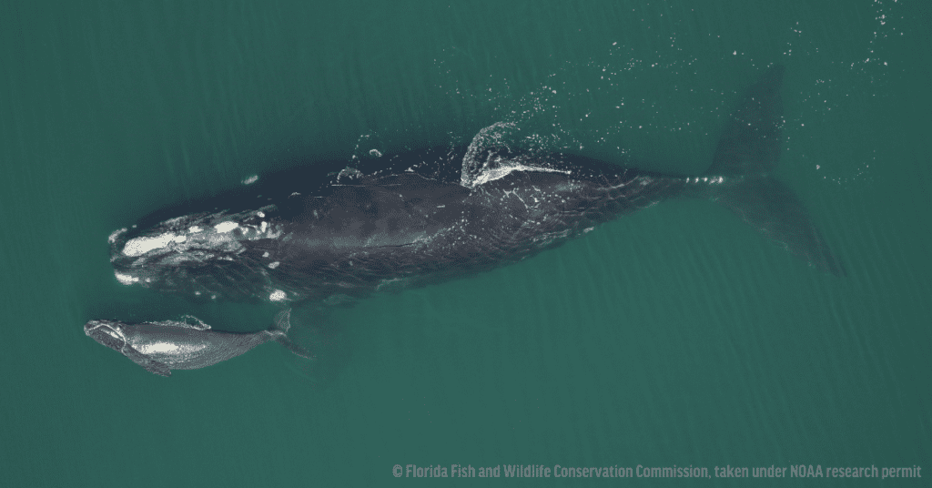 Whale and calf swimming in ocean