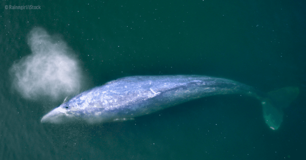 GRAY WHALE SPOTTED IN ATLANTIC, WHERE IT HAS BEEN EXTINCT FOR 200 YEARS 