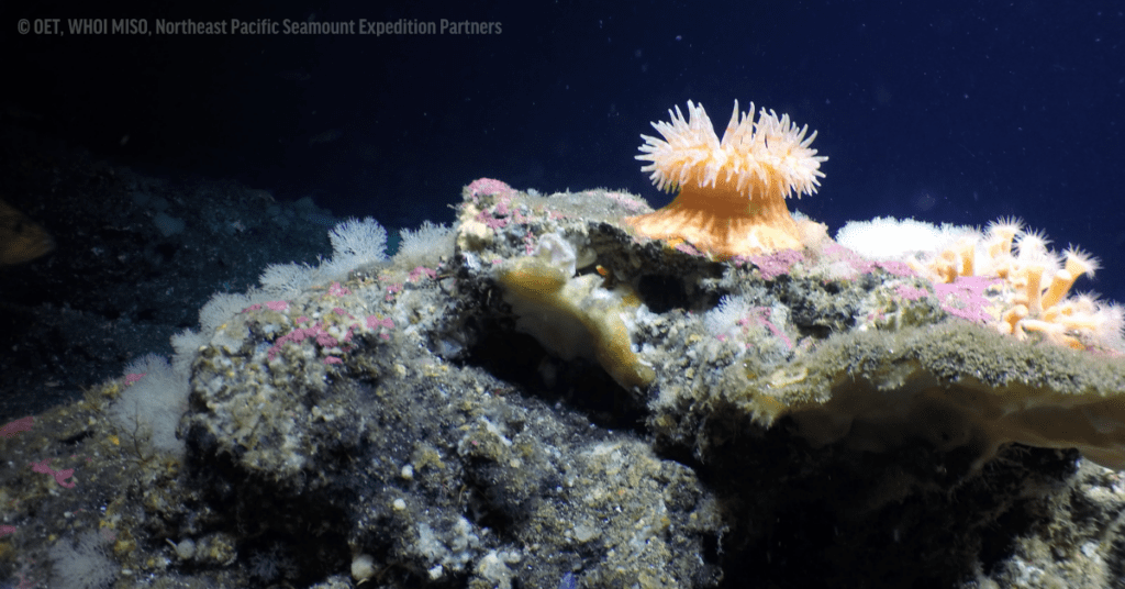 Seamounts protected off British Columbia - Win for the oceans