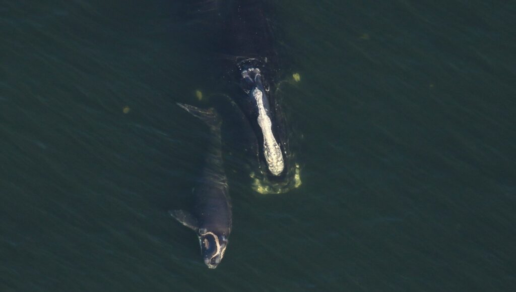 Caption: 18 years old Checkmark #3705 sighted with her first calf off the coast of Amelia Island, Florida on Jan 17, 2025 Credit: Taken by Florida Fish and Wildlife Conservation Commission under NOAA permit 26919.