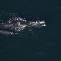 Grand Teton’ and calf ; Photographs taken by Clearwater Marine Aquarium Research Institute under NOAA permit 26919