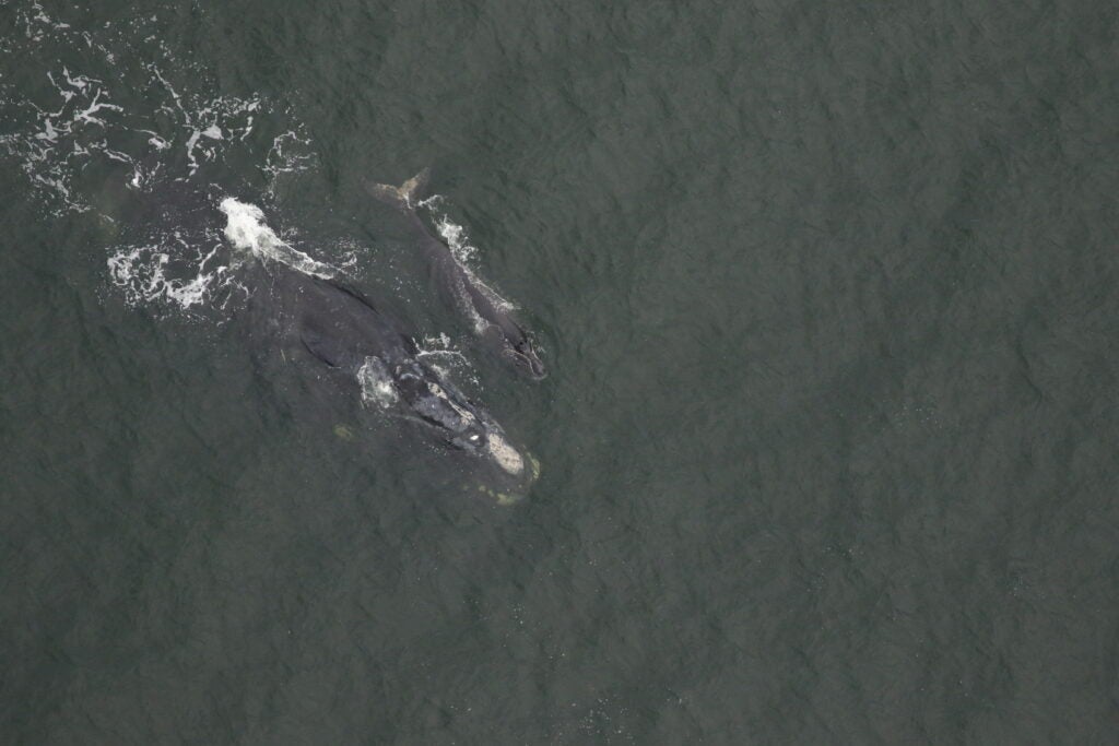 North Atlantic right whale #2430 (Minus One) and her 2025 calf swimming off Amelia Island, Florida. Credit: Georgia Department of Natural Resources, taken under NOAA permit #26919. Survey funded by the Georgia Department of Natural Resources and NOAA Fisheries. 