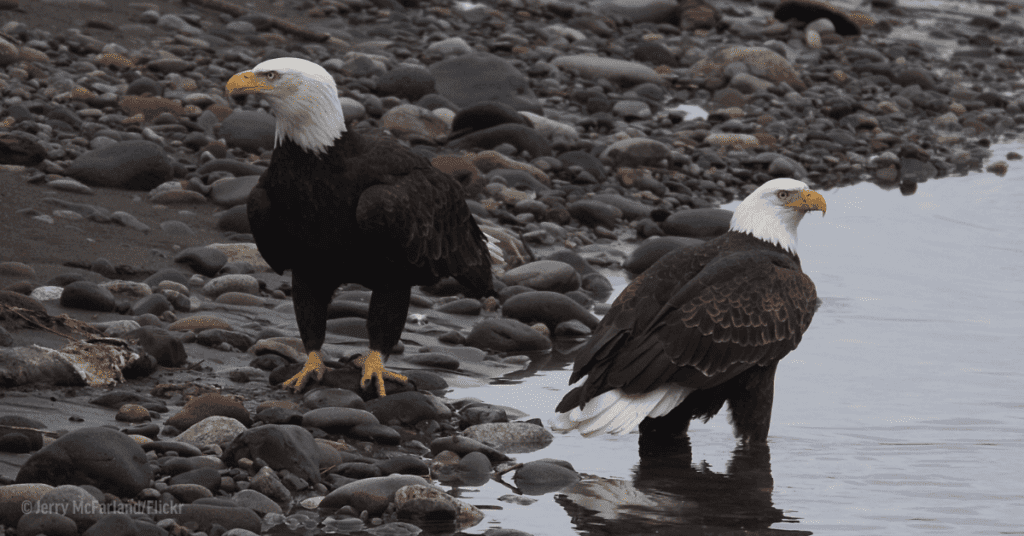 Bald eagle inspired date idea