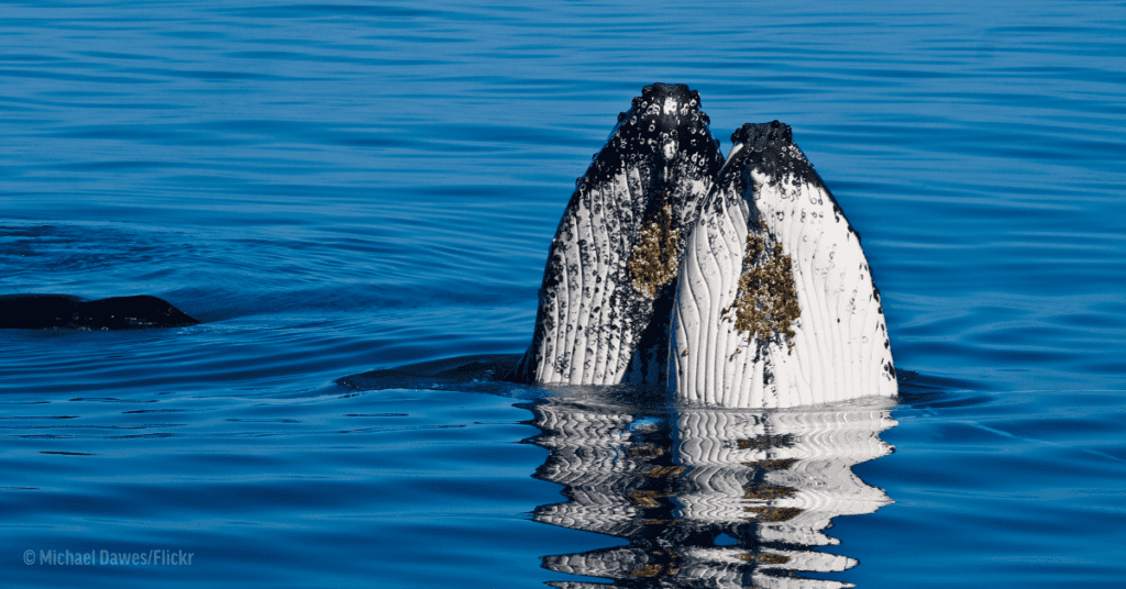 Humpback whale-inspired Valentine’s Day date idea