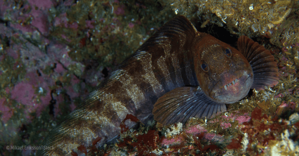 Atlantic wolffish-inspired Valentine’s Day date idea