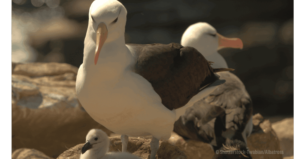 Albatross is a queer marine species
