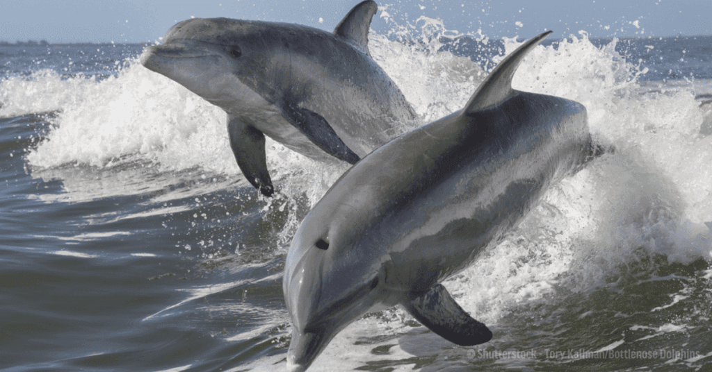 Bottlenose Dolphins are queer marine species
