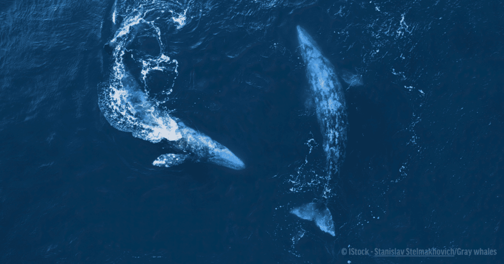 Grey Whale