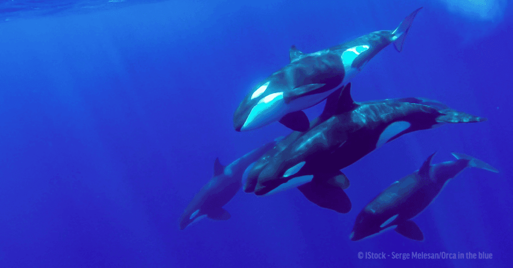 Orcas in the ocean