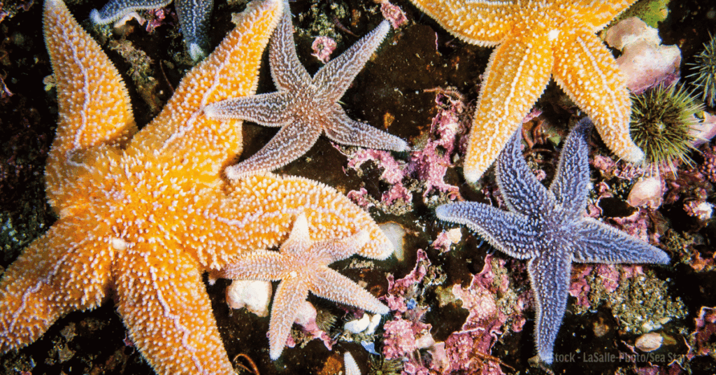 Sea Stars are a queer marine species