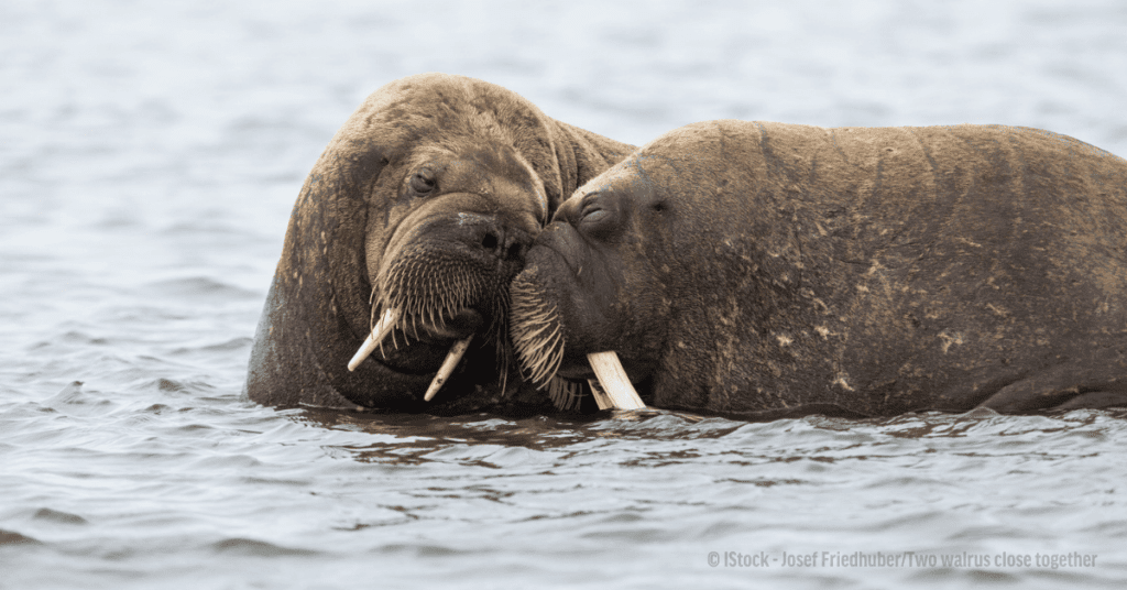 Queer marine species such as Walruses
