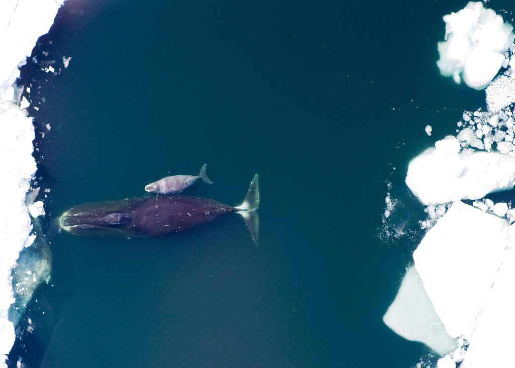 Bowhead whale mother and calf in icy, Arctic waters