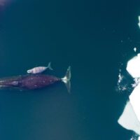 Bowhead whale mother and calf in icy, Arctic waters