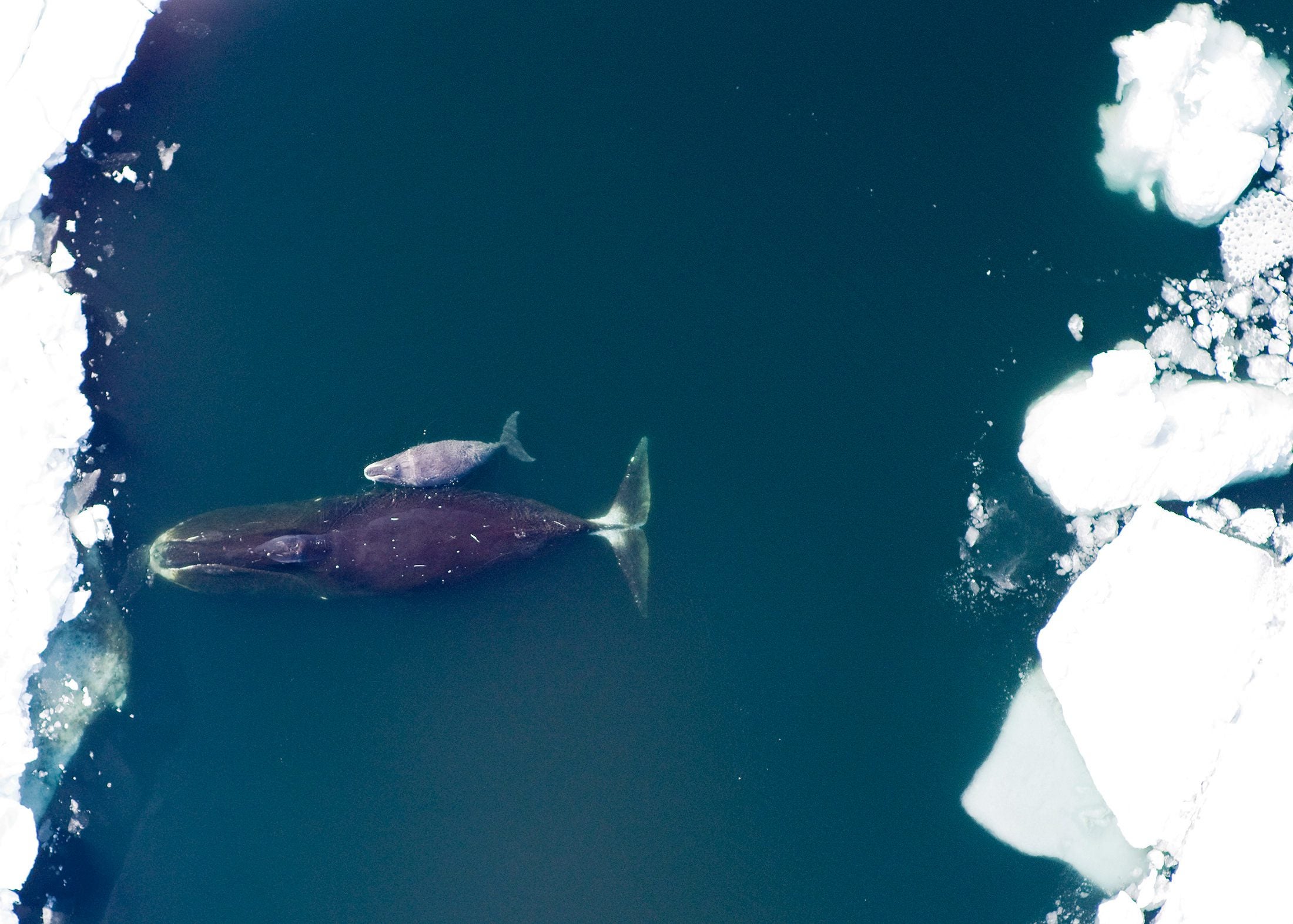 Eight marine animals that call Canada's Arctic home - Oceana Canada