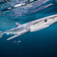 Blue shark by Nick Hawkins