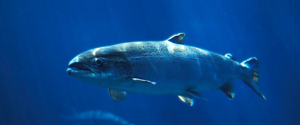 Five endangered ocean animals that live in Canada - Oceana Canada