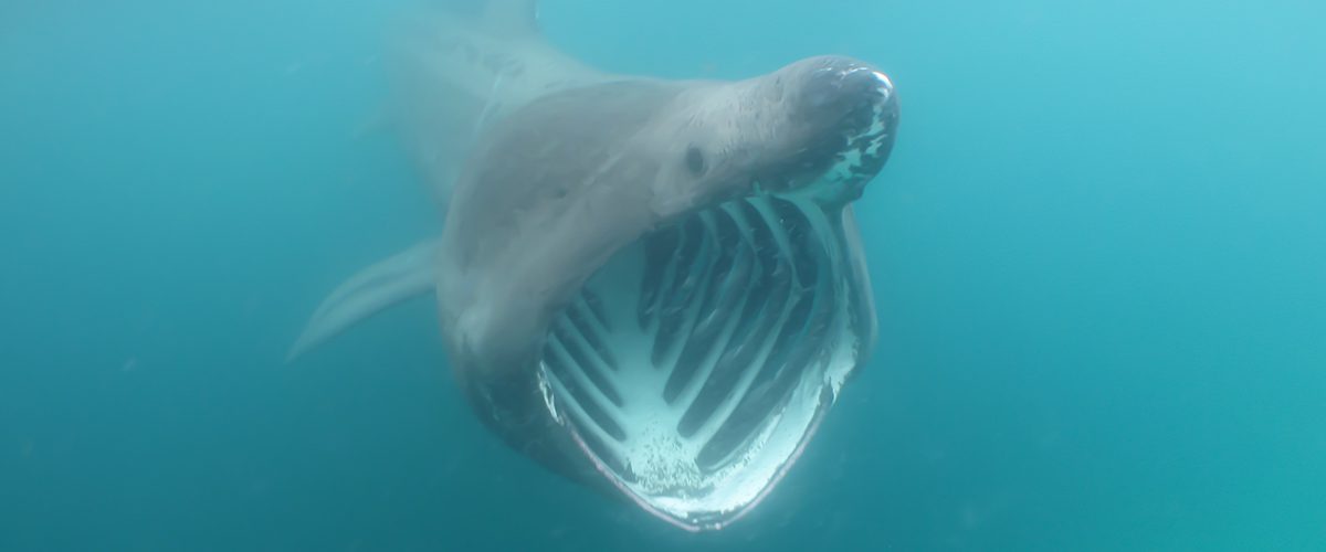 basking shark