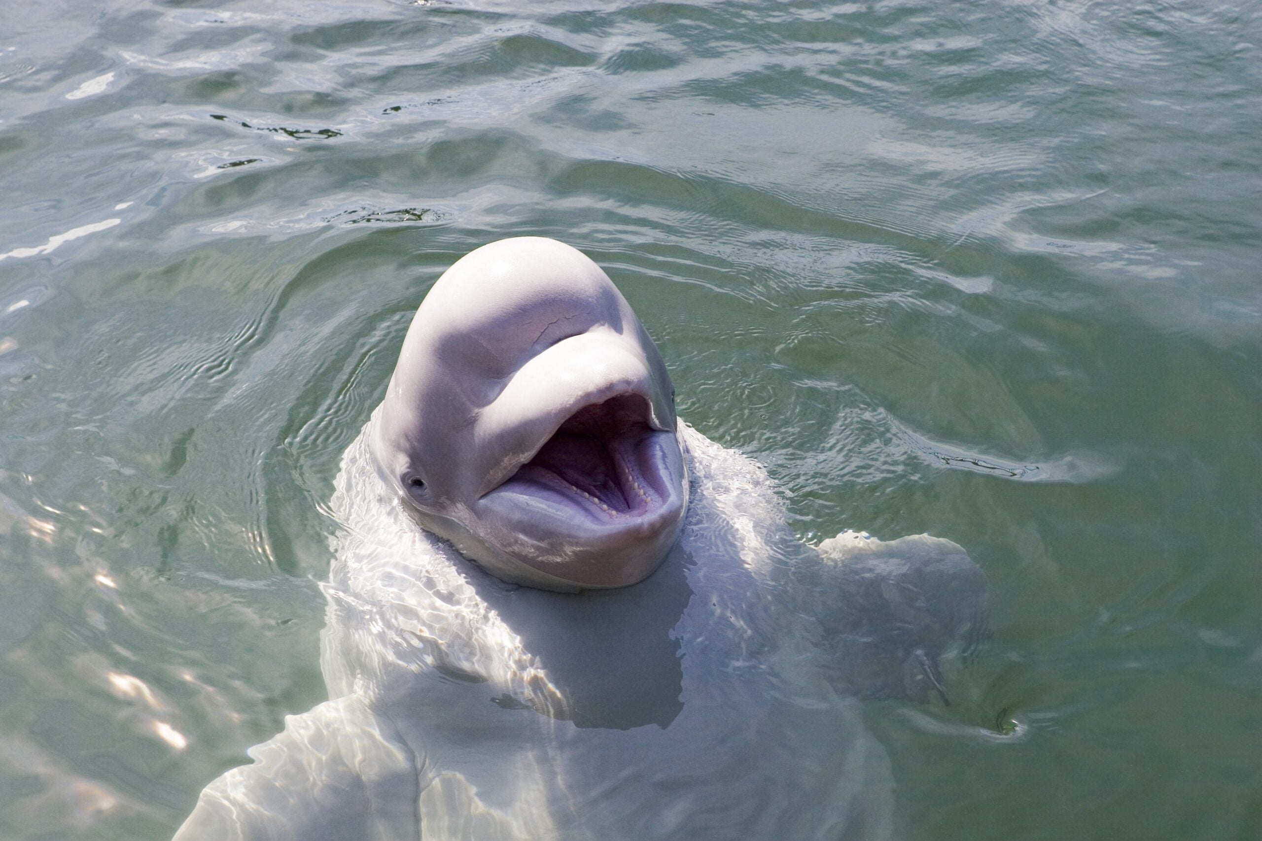 What whales live in Canada’s Gulf of St. Lawrence? - Oceana Canada