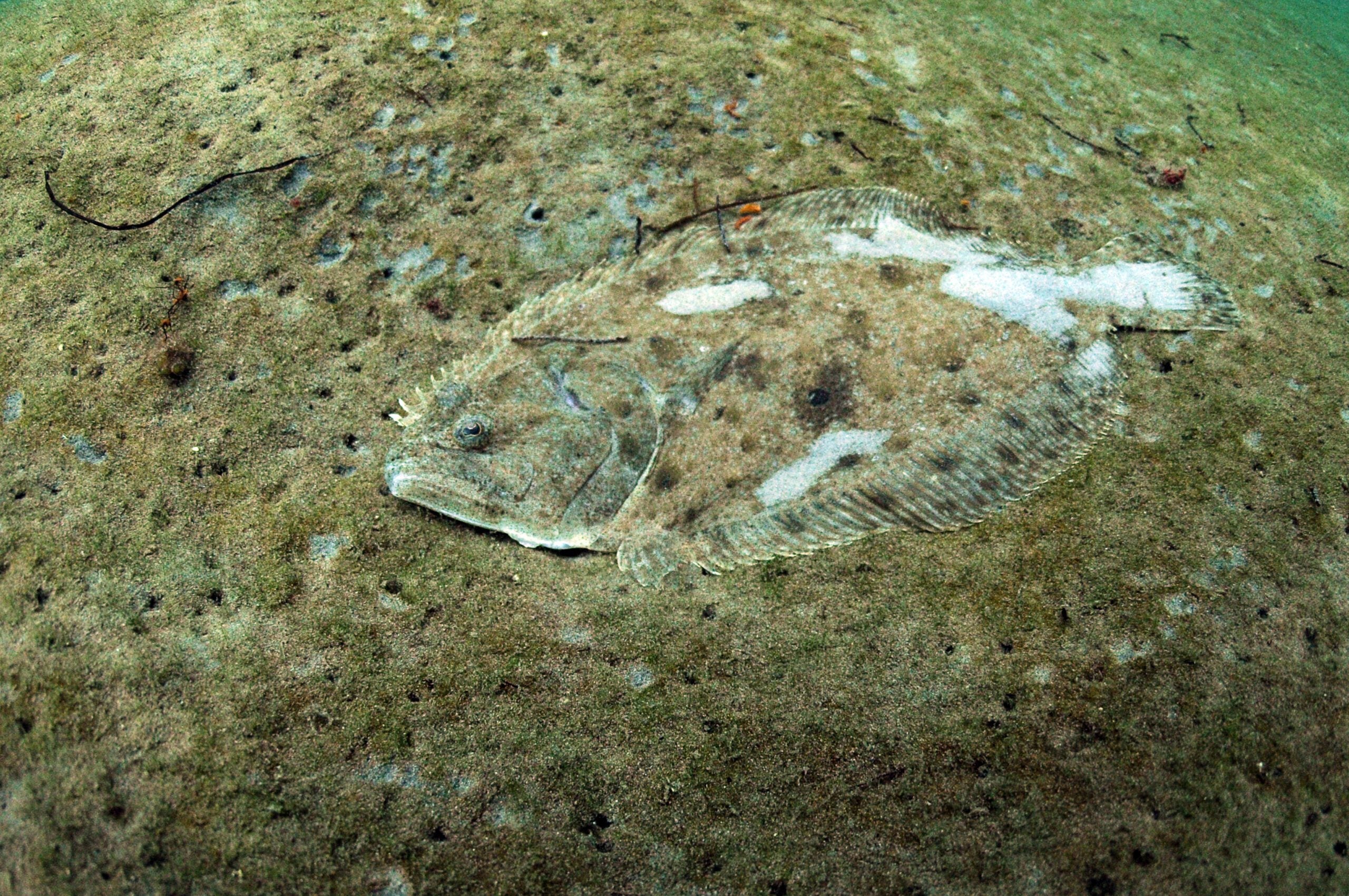 Five fun facts about flatfish - Oceana Canada