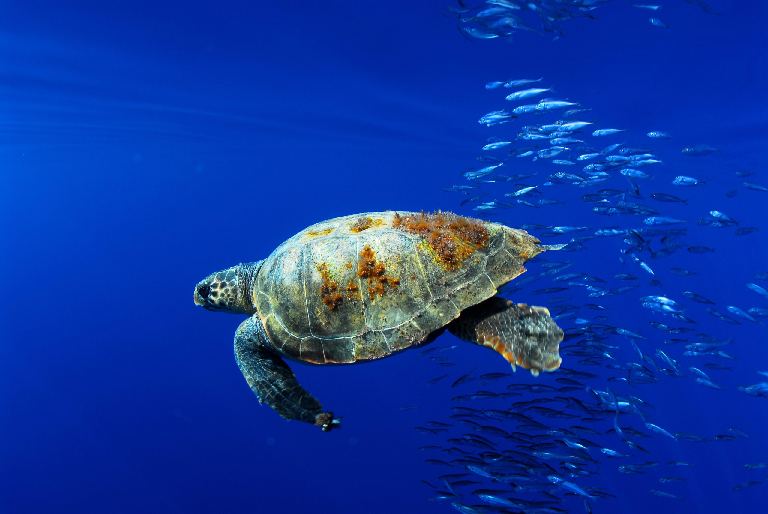 Loggerhead Sea Turtle - Oceana Canada