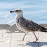 seagull with plastic cup