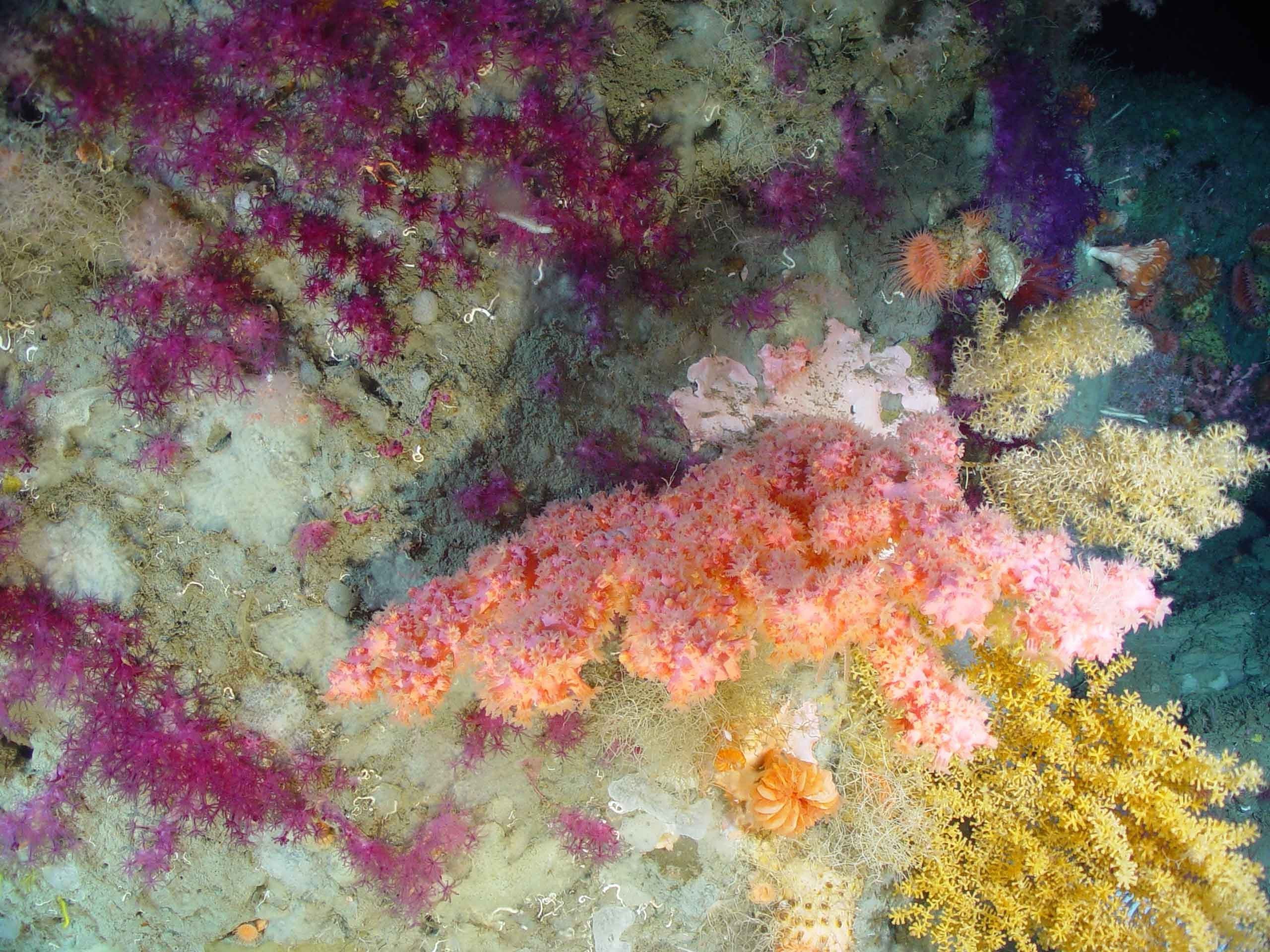 protect-marine-habitat-oceana-canada