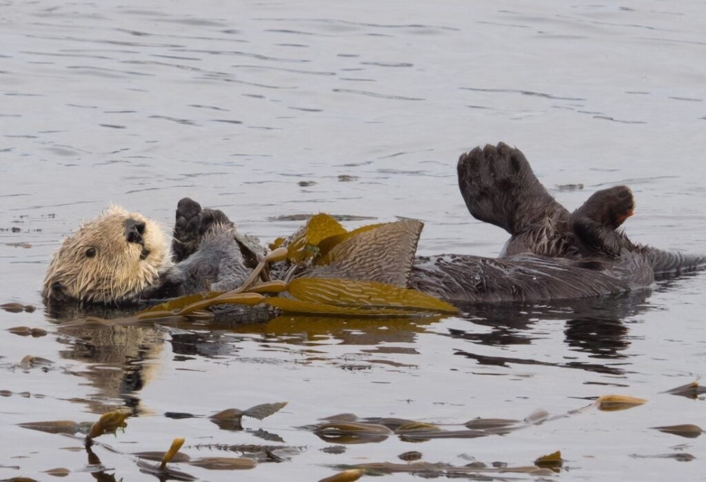 Sea Otter Sleepwear for Girl and Families