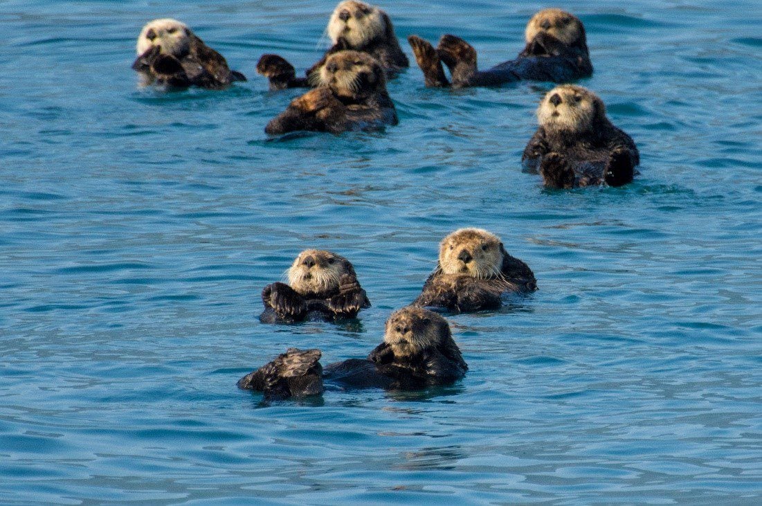 10 Amazing Facts about Sea otters! Learn more - Oceana Canada