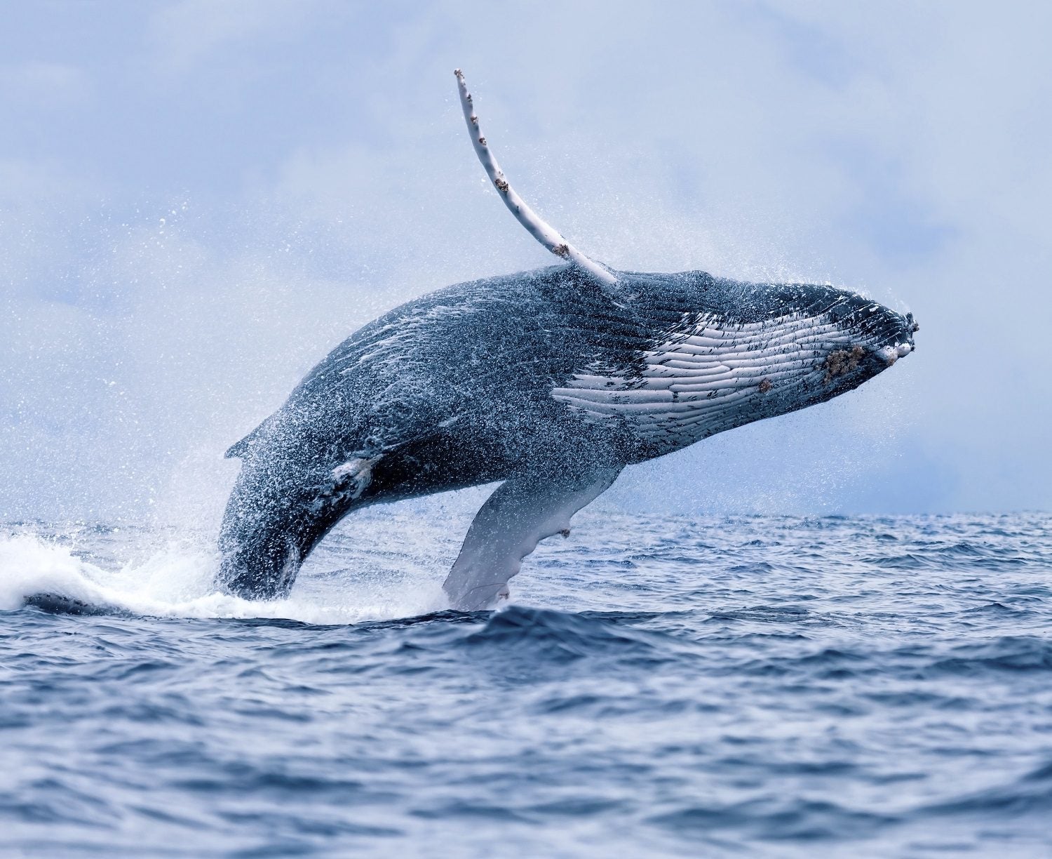 Humpback Whale - Oceana Canada