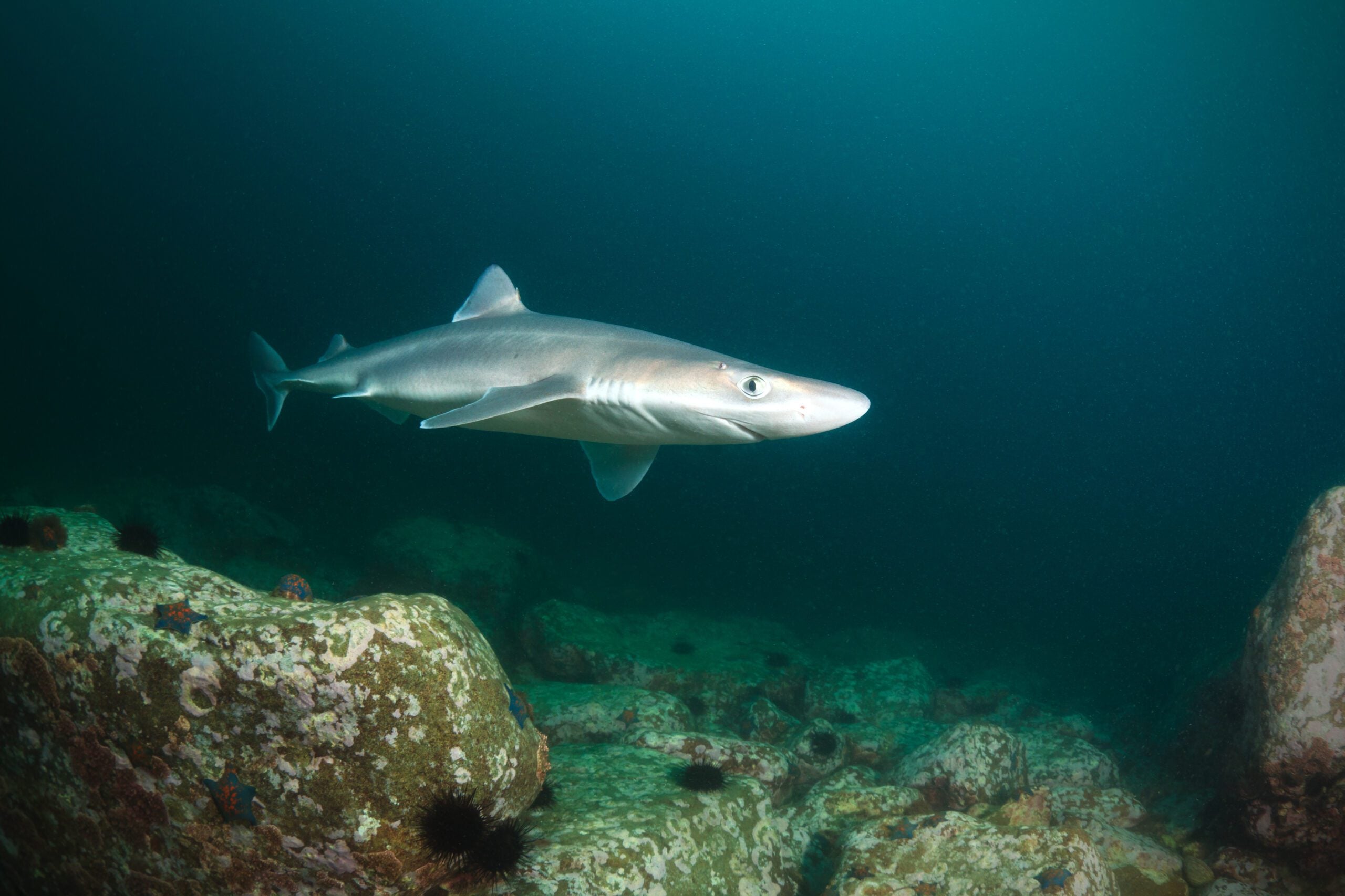 are-spiny-dogfish-good-to-eat