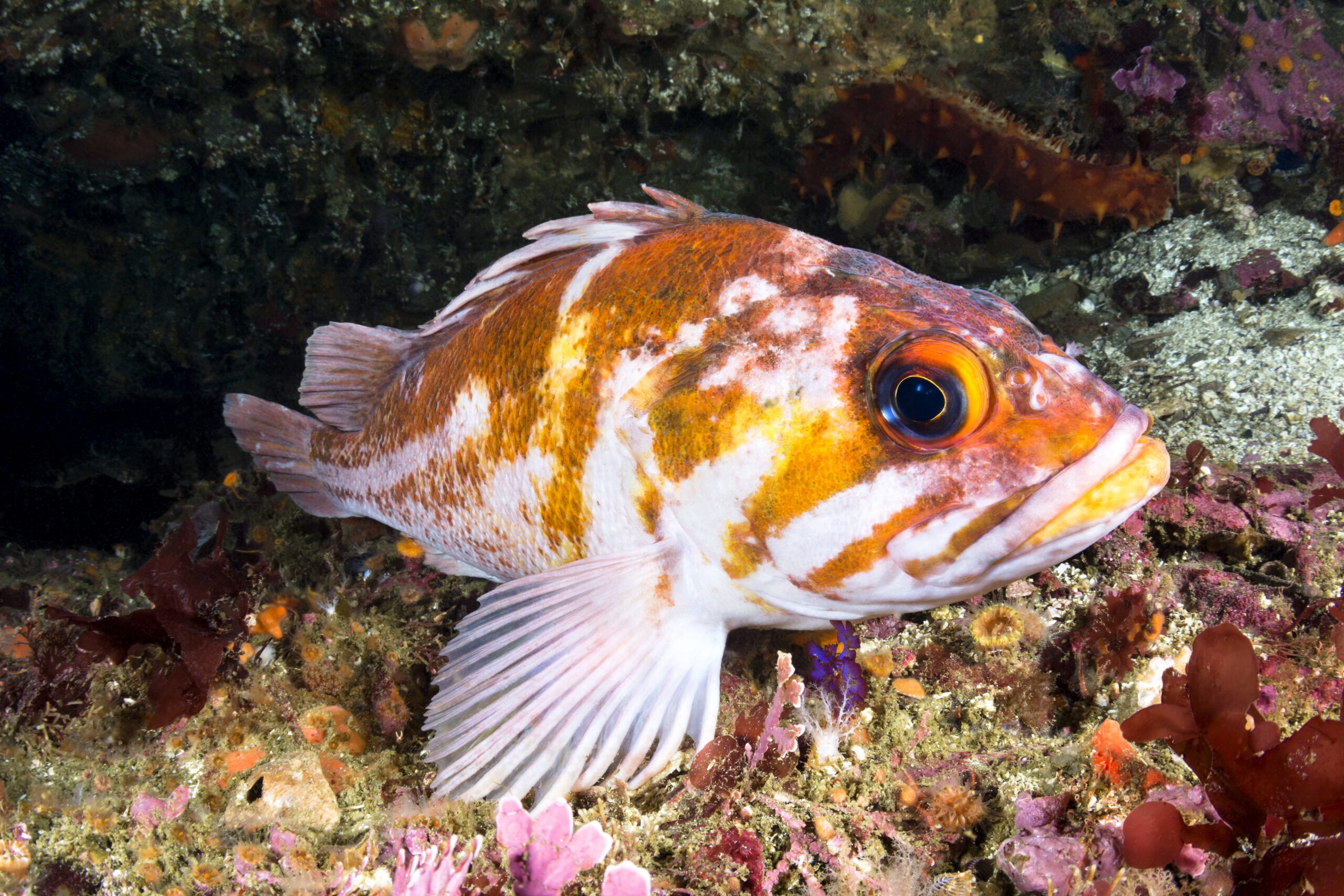 watch-rockfish-can-live-more-than-100-years-oceana-canada