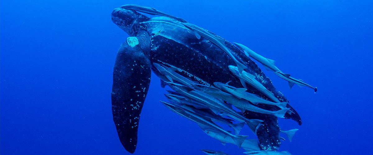 leatherback sea turtle