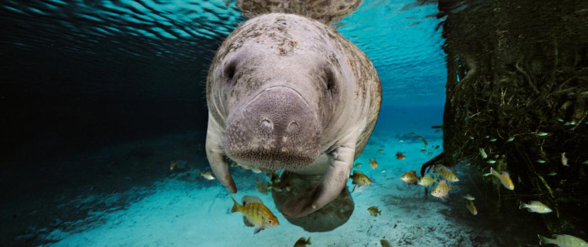 What You Didn’t Know About Manatees in Honor of Manatee Awareness Month ...