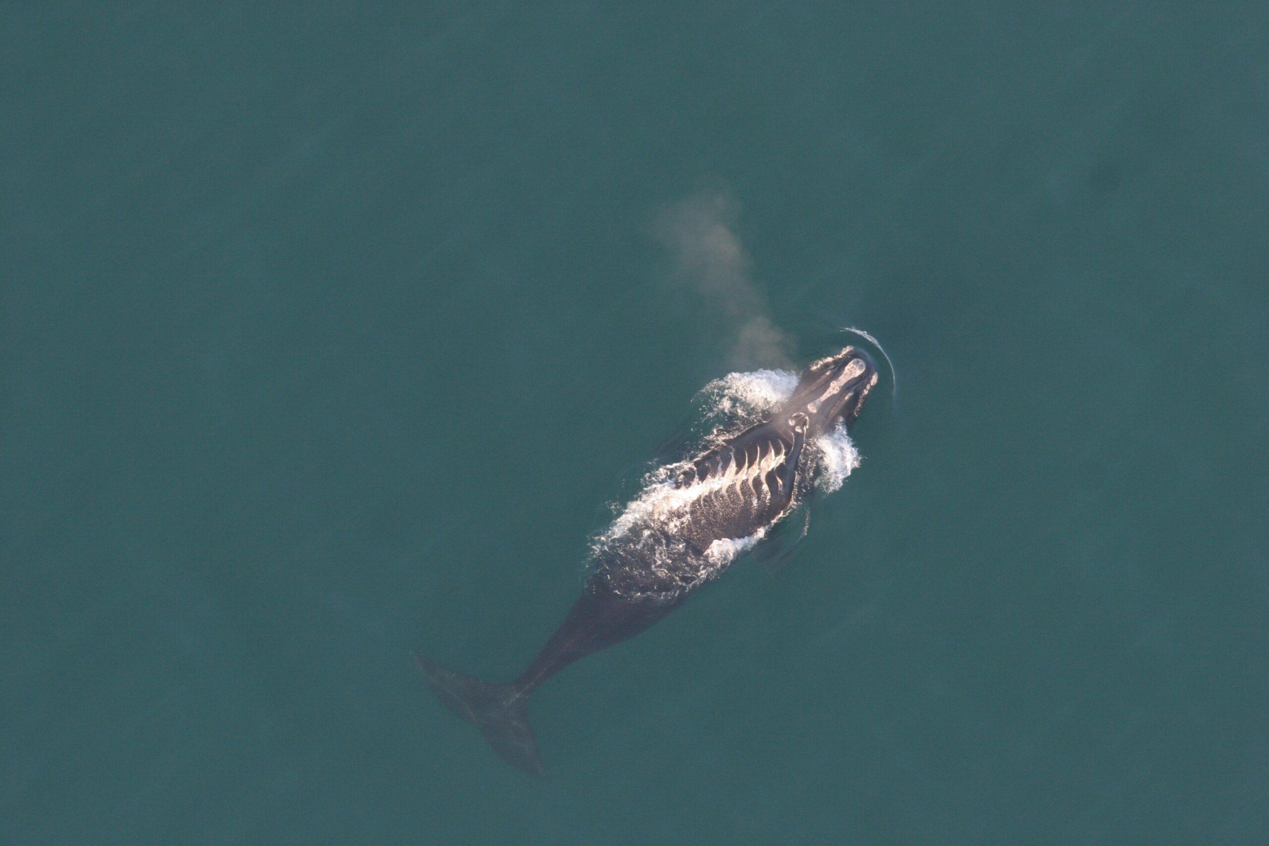 Right whales should have right of way: Ships ignoring voluntary slow ...