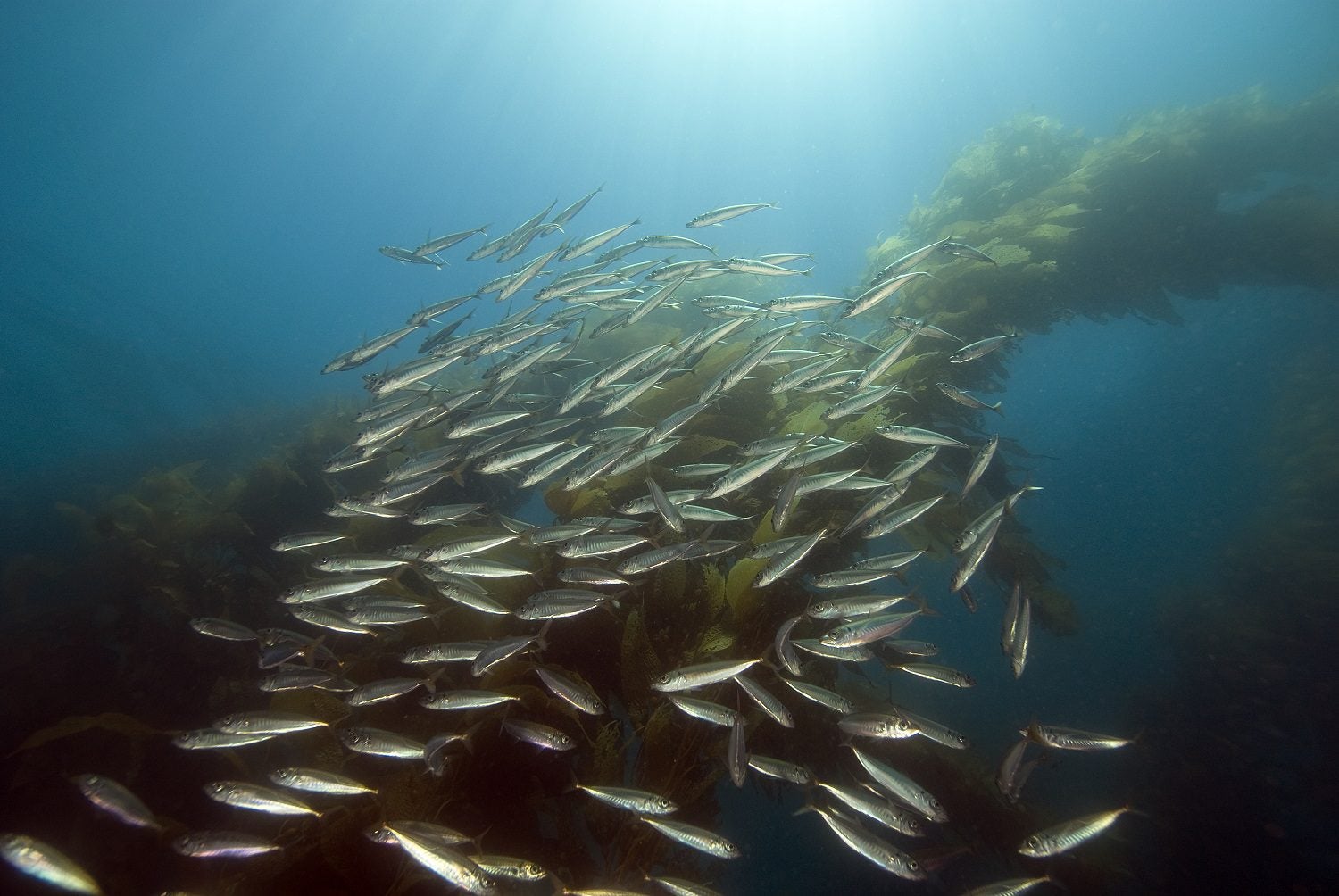 Where are the Fish? - Oceana Canada