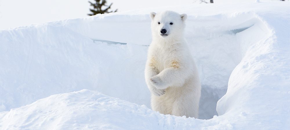 Polar bear, Description, Habitat, & Facts