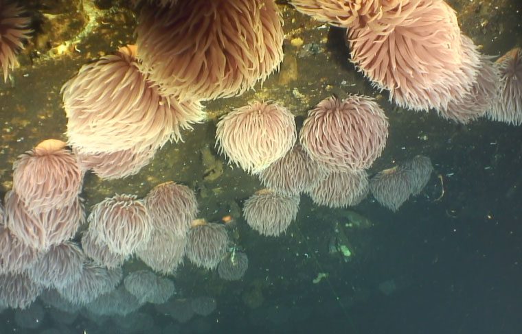 Pom-pom anemone, Animals