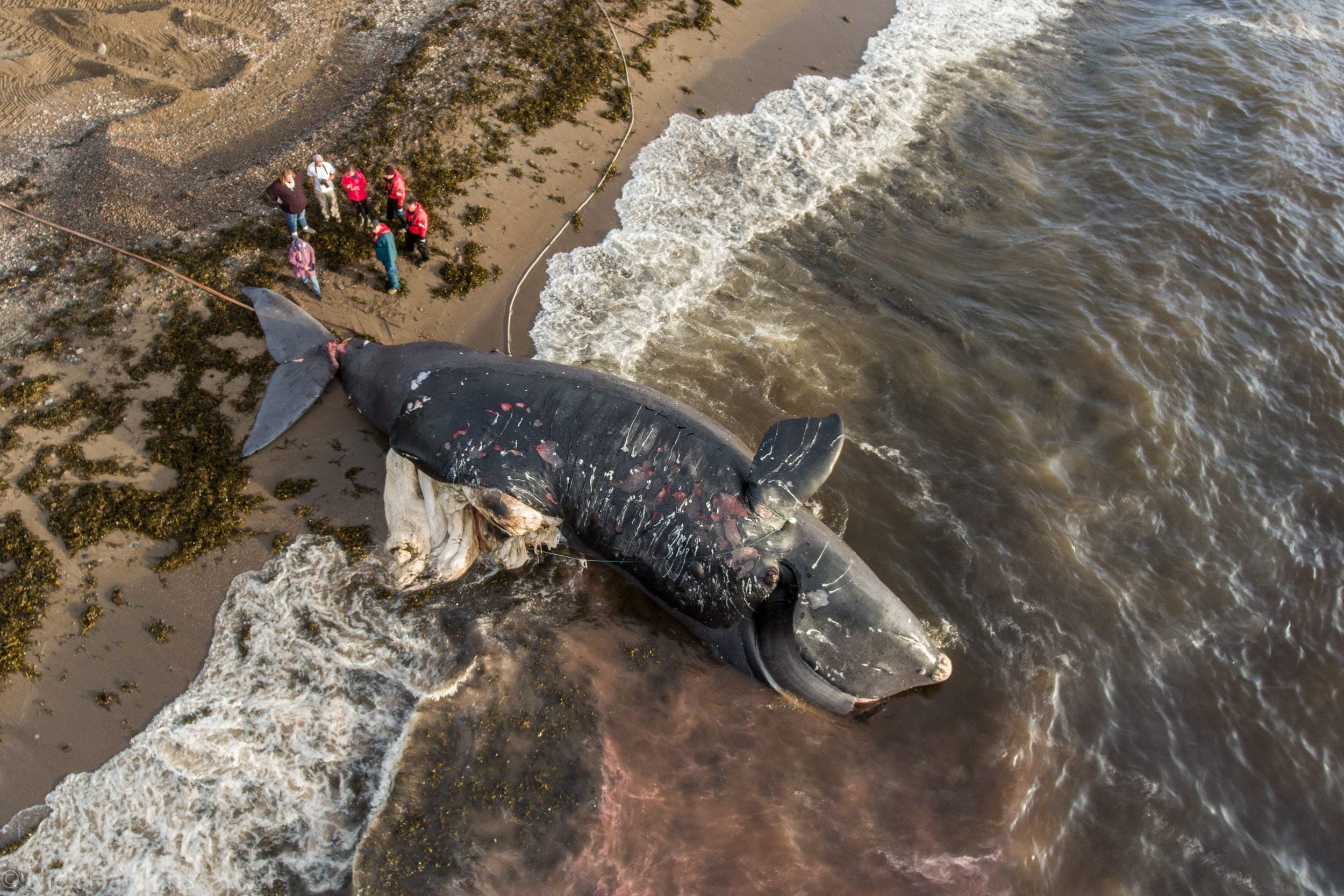 Expert Warning: Killer Whales Pose Growing Threat To Sailors - ckw2vg5