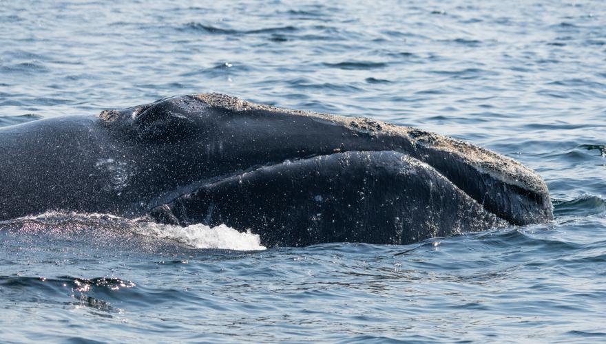 How climate change is impacting one of the largest whales in the world ...