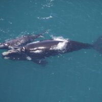 Female North Atlantic right whale and her young calf swim side by side in turquoise blue waters
