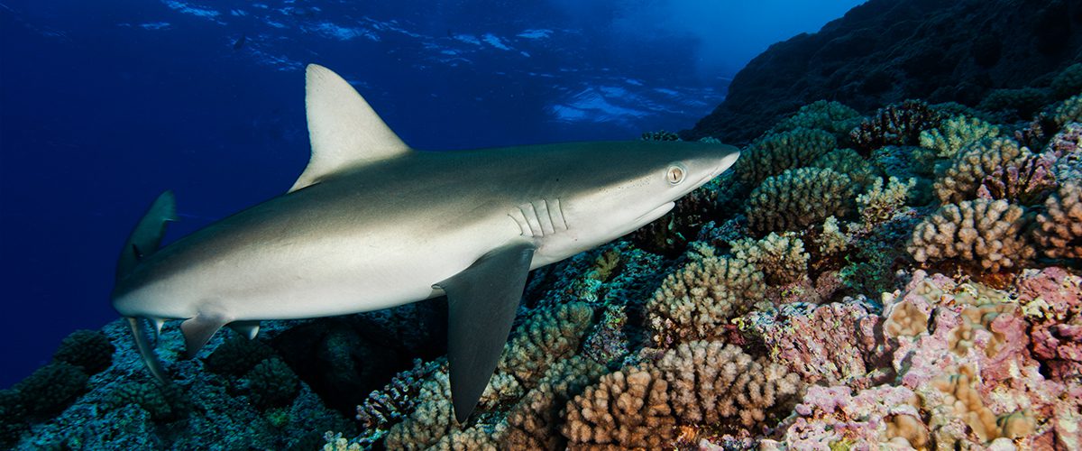 sharks balance ecosystems