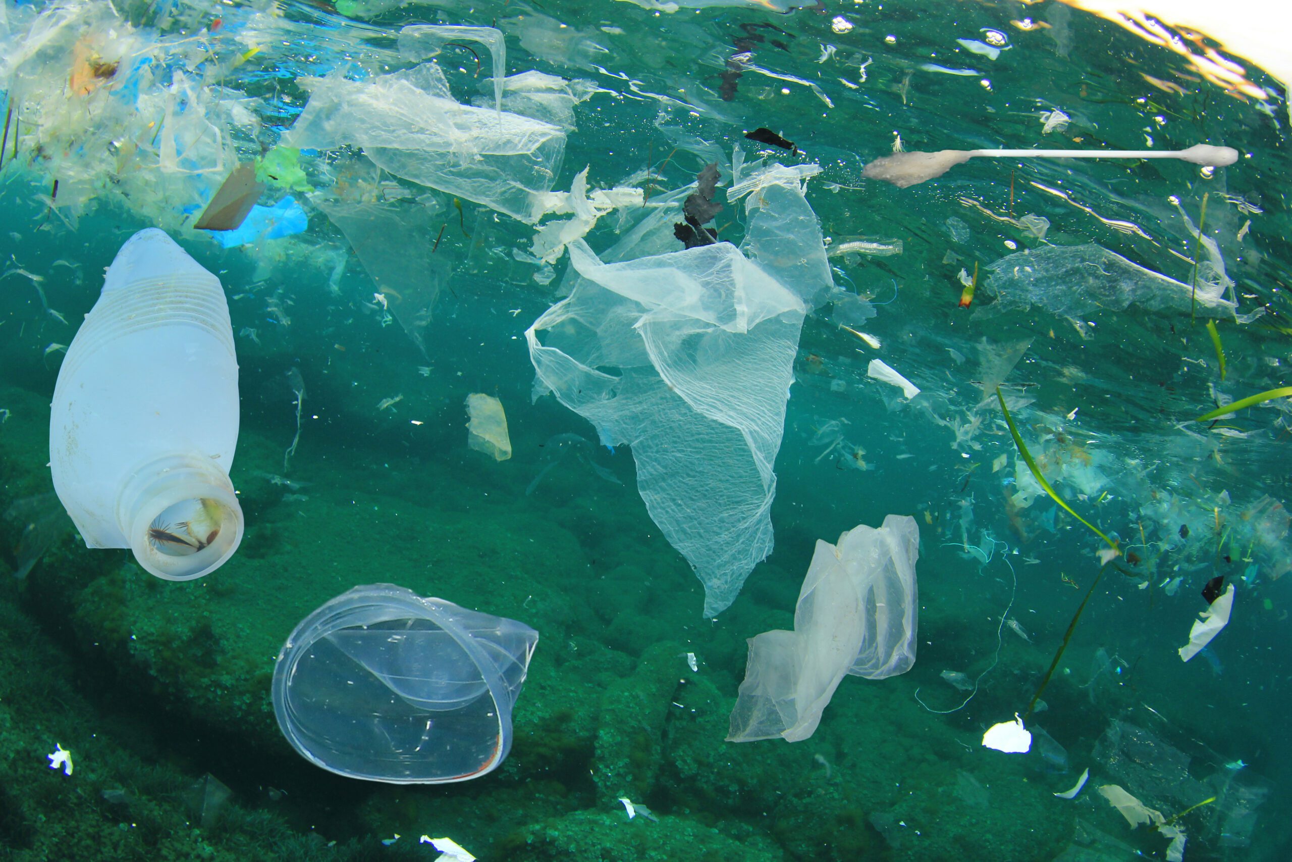 Plastic kills wildlife and degrades ecosystems. Canada must declare ...