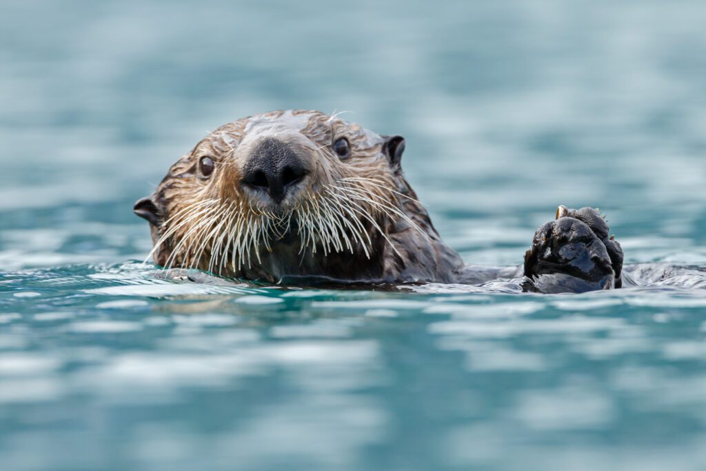 10 Fun Facts About Otters