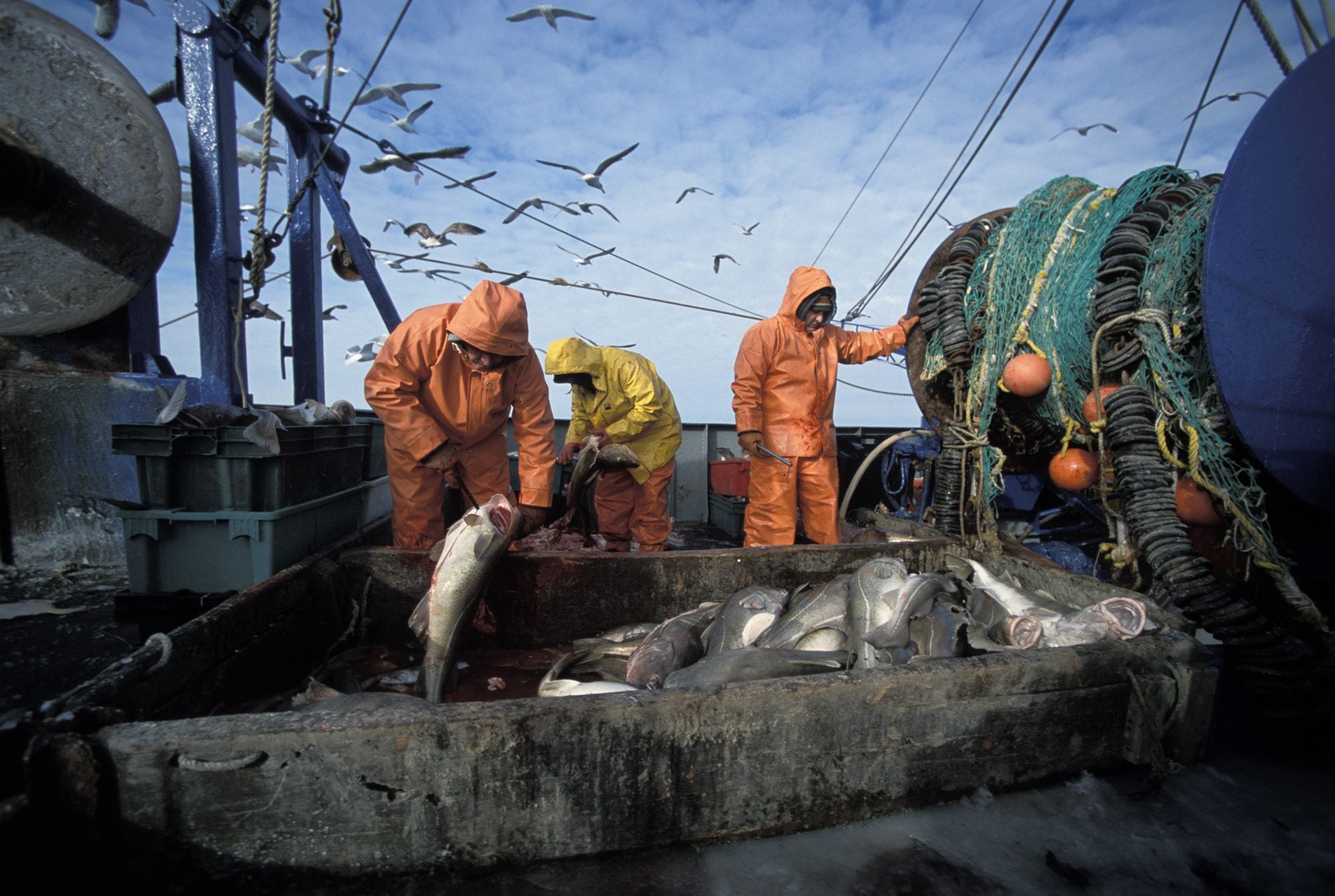 LETTER: Reopening northern cod fishery repeats past mistakes - Oceana ...