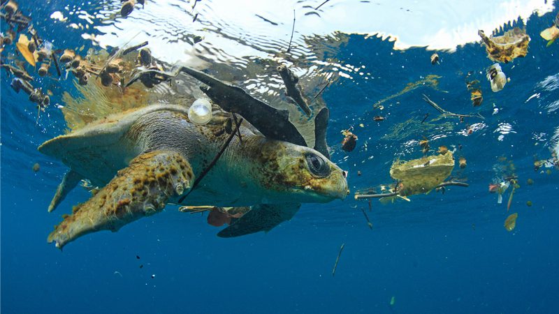 Five animals impacted by plastic pollution and how you can help protect  them - Oceana Canada