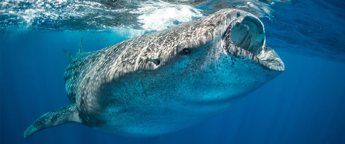 whale shark